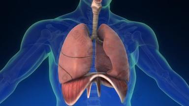 人体内肺的3D动画及其部分可见